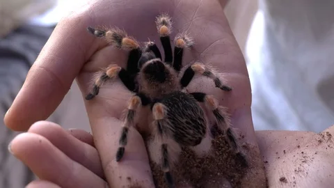 Tarantula on hand Stock Footage 97785814