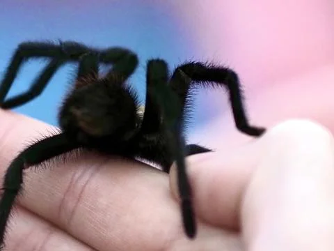 Tarantula on a Hand Stock Photos