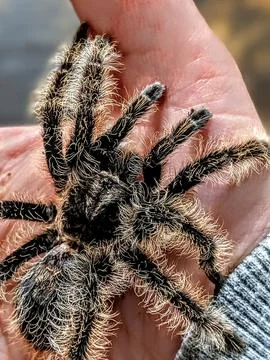 Tarantula in Hand Stock Photos