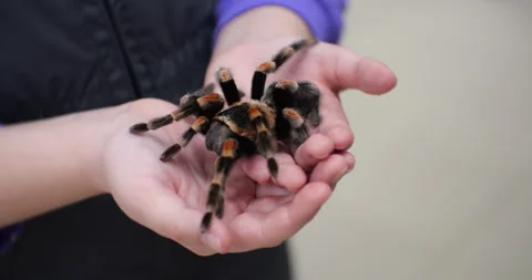 Tarantula on Hands Close-Up Stock Footage 293072391