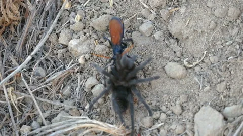 Tarantula Hawk with Prey Video stock 40726217