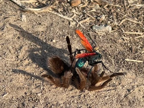 Tarantula Hawk Takes Down Tarantula, usa - 02 Jun 2023 Video stock 243134995