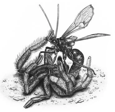 Tarantula Hawk &amp; Tarantula Stock Illustration