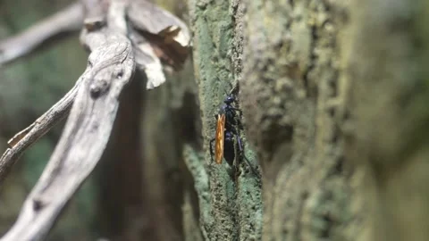 Tarantula hawk wasp crawling up wall Video stock 211227016