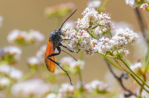 Tarantula Hawk Wasp Feeding on Nectar in Tijuana, Baja California Stock Photos