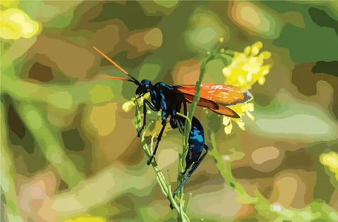 Tarantula Hawk Wasp On Flower Colour Illustration Stock Illustration