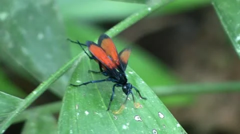 Tarantula Hawk Wasp Stock Footage 12178251