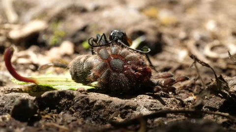 Tarantula Hawk Wasp (Pepsis sp.) dragging a paralysed tarantula Stock Footage 139775047