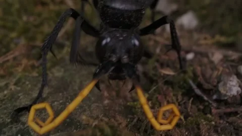 Tarantula hawk wasp super closeup jaws buries tarantula parasitoid Stock-Footage 265524549