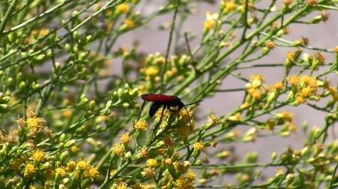 Tarantula Hawk wasps Nectaring on Scale Broom Stock Footage 47686248