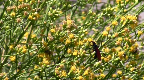 Tarantula Hawk wasps Nectaring on Scale Broom Stock Footage 47686265