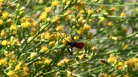 Tarantula Hawk wasps Nectaring on Scale Broom Stock Footage 47686266