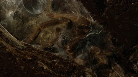 Tarantula hiding in his burrow surrounded by small bugs Stock Footage 69042482