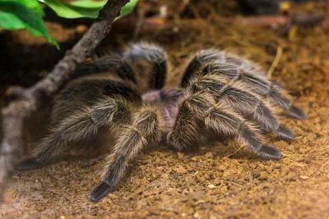 Tarantula in hiding Stock Photos