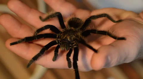 Tarantula human hand Vídeos de archivo 24731249