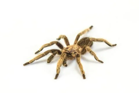 Tarantula Isolated on white Background Stock Photos