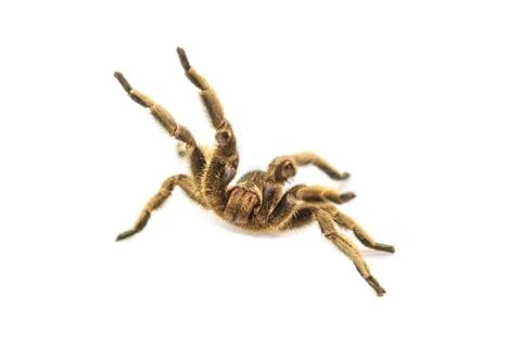 Tarantula Isolated on white Background Stock Photos