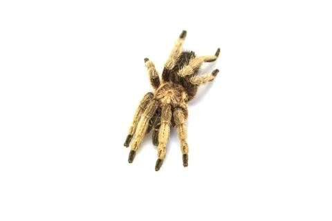 Tarantula Isolated on white Background Stock Photos