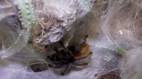 Tarantula in its nest large spider. Stock Footage 312845993