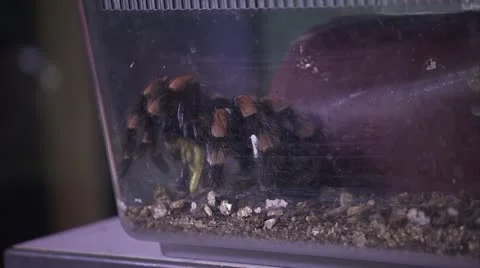 Tarantula in a Laboratory Box HD Video Stock Footage 22149928