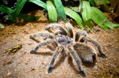 Tarantula large spider Stock Photos