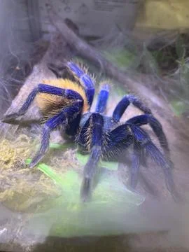 Tarantula on light Stockfoto's