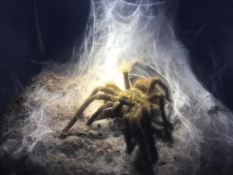 Tarantula on light Stockfoto's