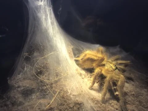 Tarantula on light Stockfoto's