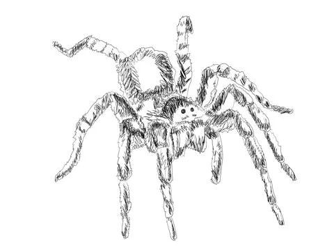 Tarantula line art Illustrazione stock