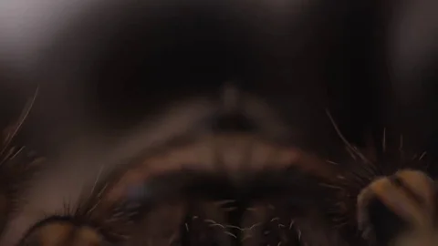 Tarantula macro spider rack focus from legs to eyes Stock Footage 69187481