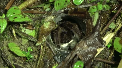 Tarantula, Malaysia Stock Footage 140836028