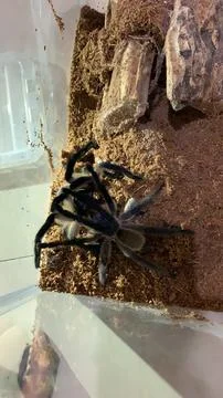 Tarantula Mating Stockfoto's