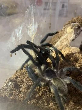 Tarantula Mating Stockfoto's