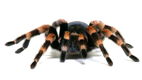 TARANTULA MEXICAN REDLEG 库存影片 147736379