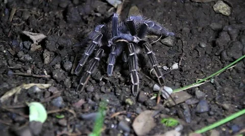 Tarantula at Night Stock Footage 47156059