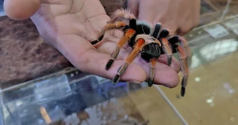 Tarantula or big spider is in human hand and the tarantula is very big Stock Footage 297068923