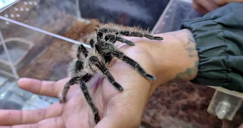 Tarantula or big spider stuck on man hand, Jakarta, Indonesia January 02 2025 Stock Footage 297069094