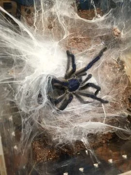 Tarantula out of burrow Stockfoto's