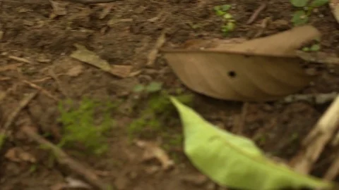 Tarantula - Pan - Amazon Stock Footage 73076692