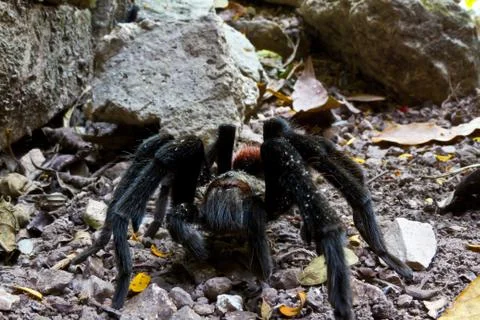 Tarantula Stock Photos