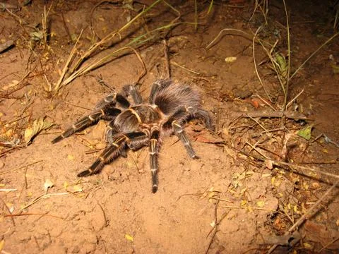 Tarantula 스톡 사진