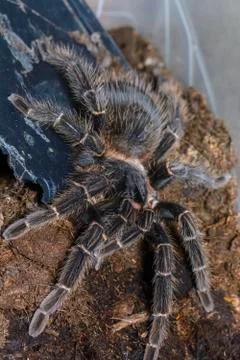 Tarantula Stock Photos