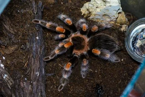 Tarantula Stock Photos