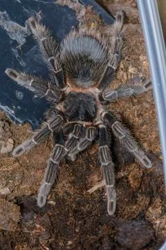 Tarantula Stock Photos