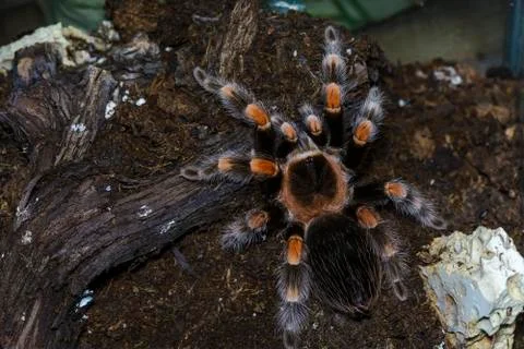 Tarantula Stock Photos