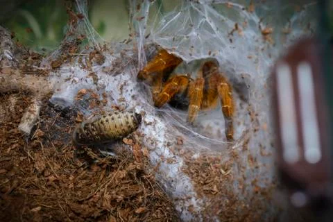 Tarantula Stock Photos