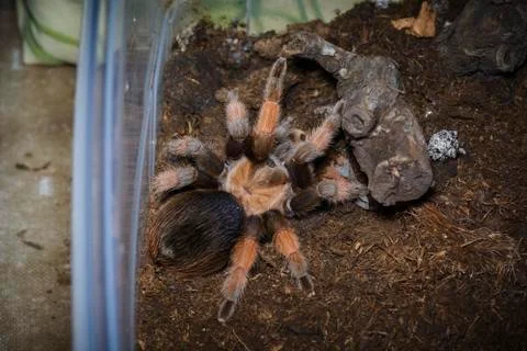 Tarantula Stock Photos