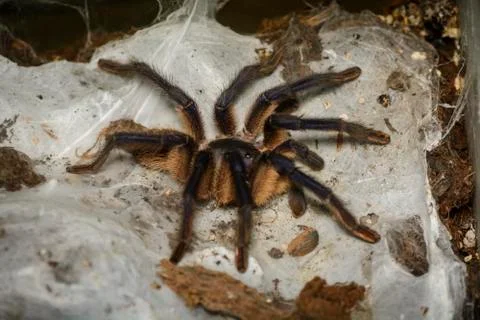 Tarantula Stock Photos