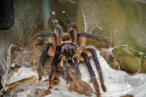 Tarantula Stock Photos