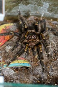 Tarantula Stock Photos
